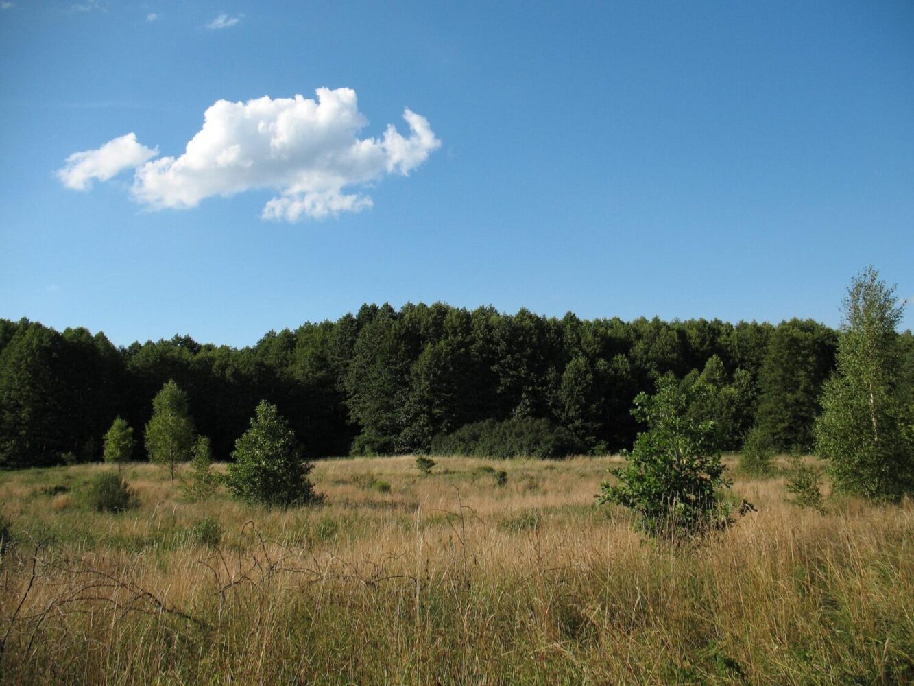 Kampinos National Park