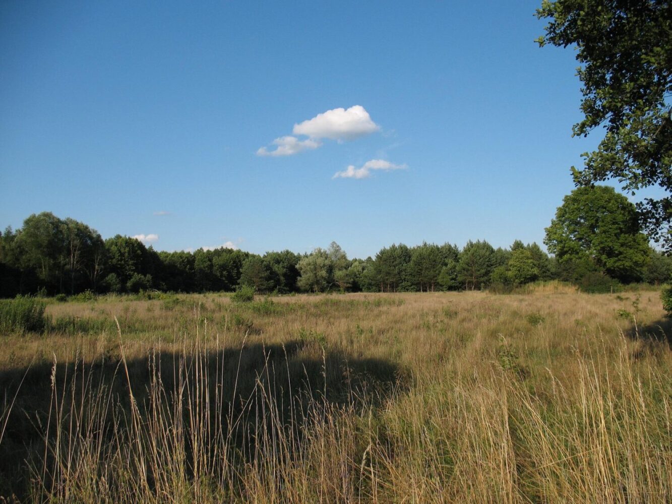 Kampinos National Park