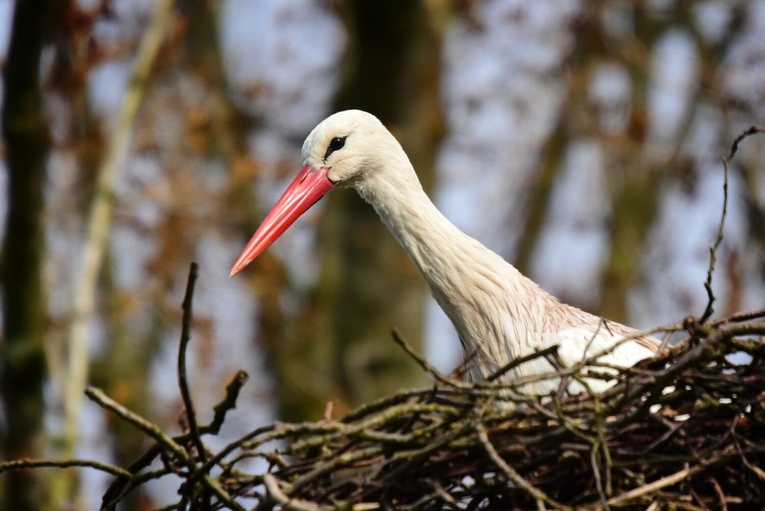 Stork